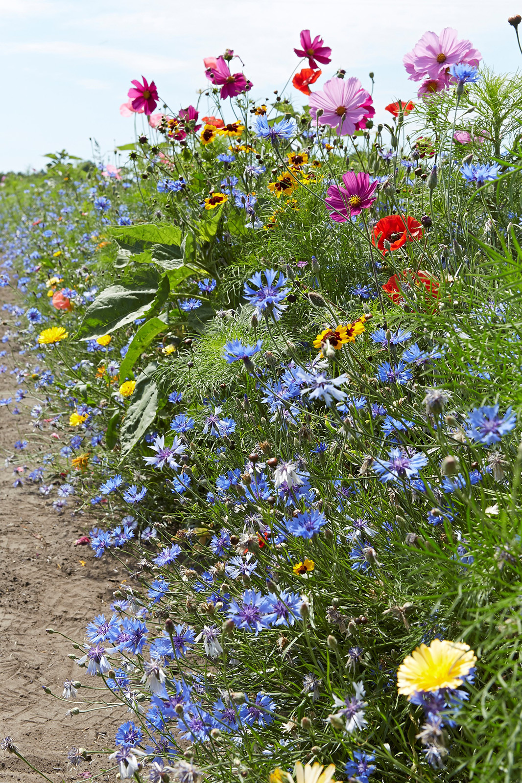 Blütenpracht am Wegesrand Blütenpracht am Wegesrand