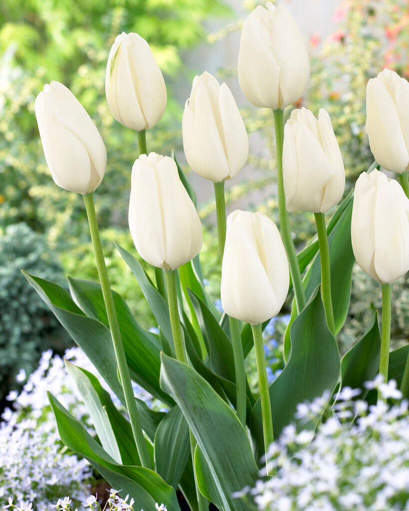 Darwin-Hybrid-Tulpen Hakuun Darwin-Hybrid-Tulpen Hakuun