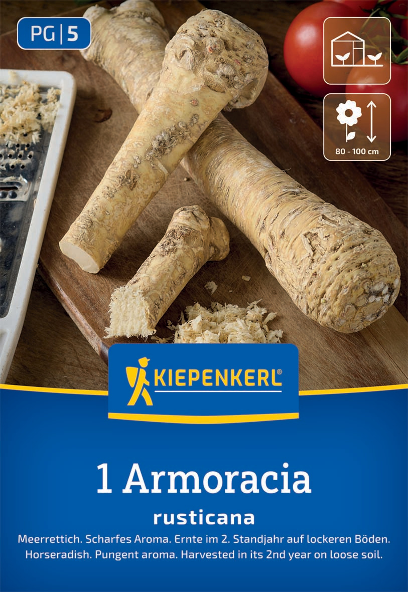 Meerrettich Armoracia rusticana Meerrettich Armoracia rusticana