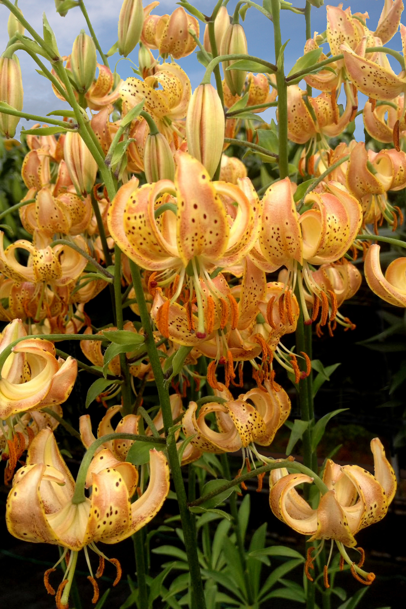Lilium martagon Peppard Gold Lilium martagon Peppard Gold