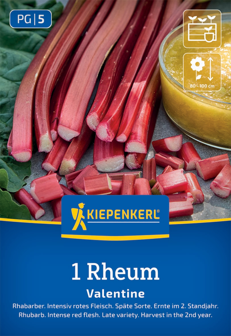 Rhabarber Valentine Rheum rhabarbarum Rhabarber Valentine Rheum rhabarbarum
