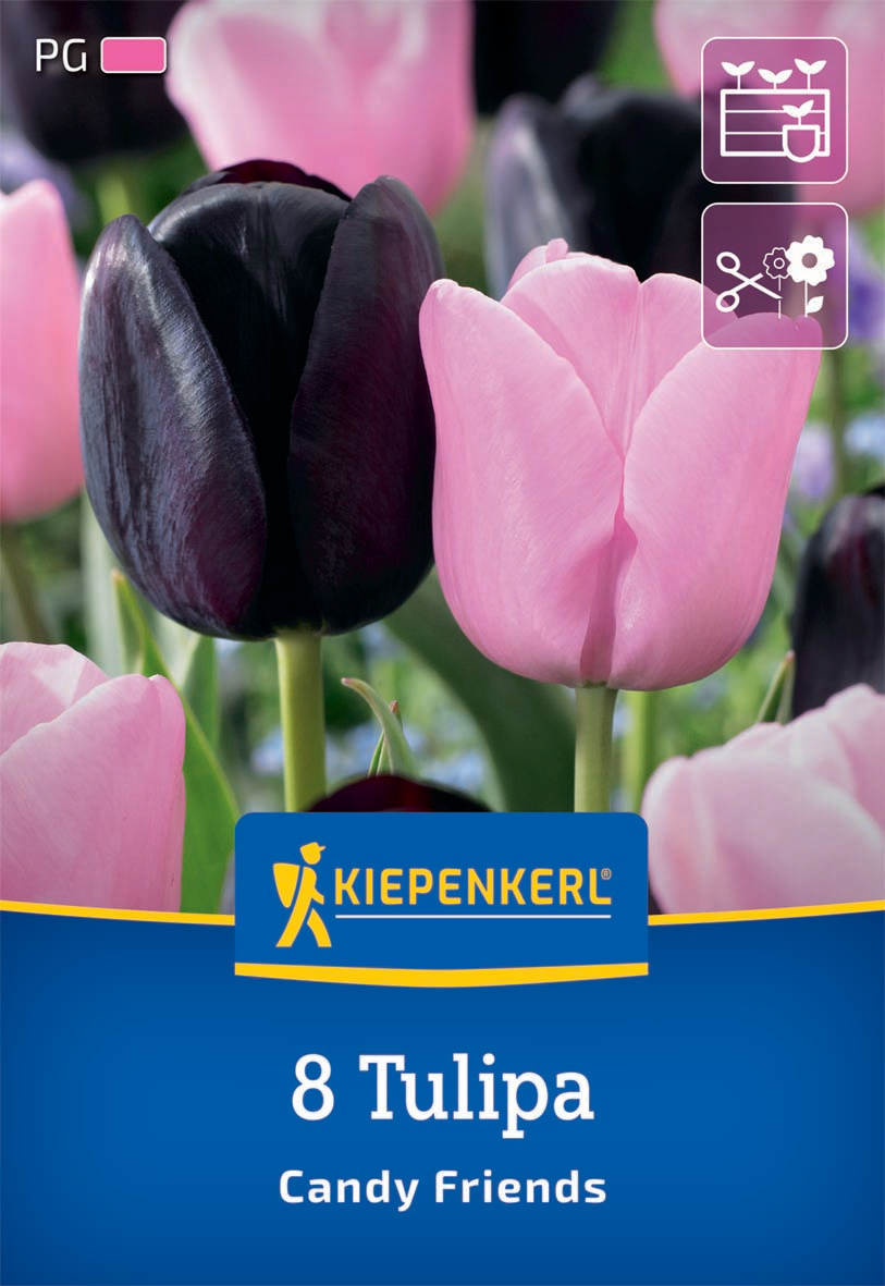 Tulpen Mix Candy Friends
