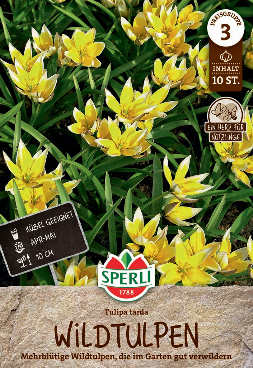 Wildtulpe tarda