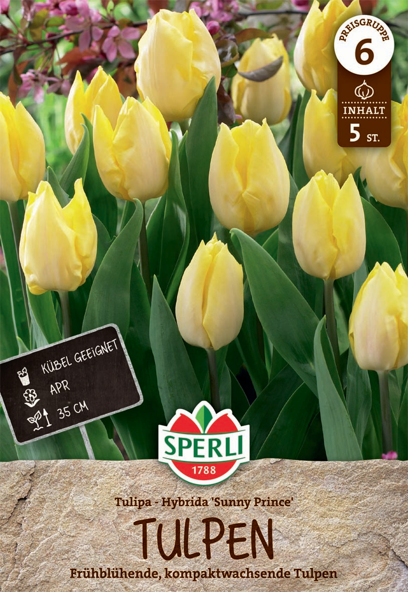 Einfache Frühe Tulpe Sunny Prince