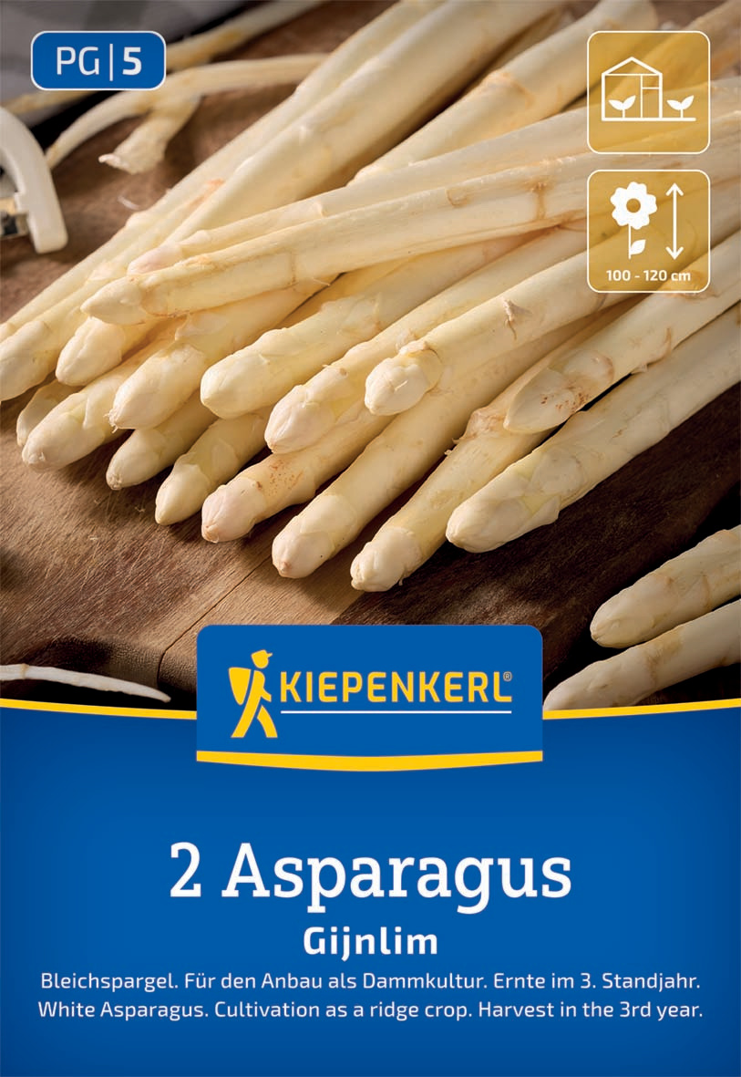 Bleichspargel Gijnlim Asparagus officinalis Bleichspargel Gijnlim Asparagus officinalis