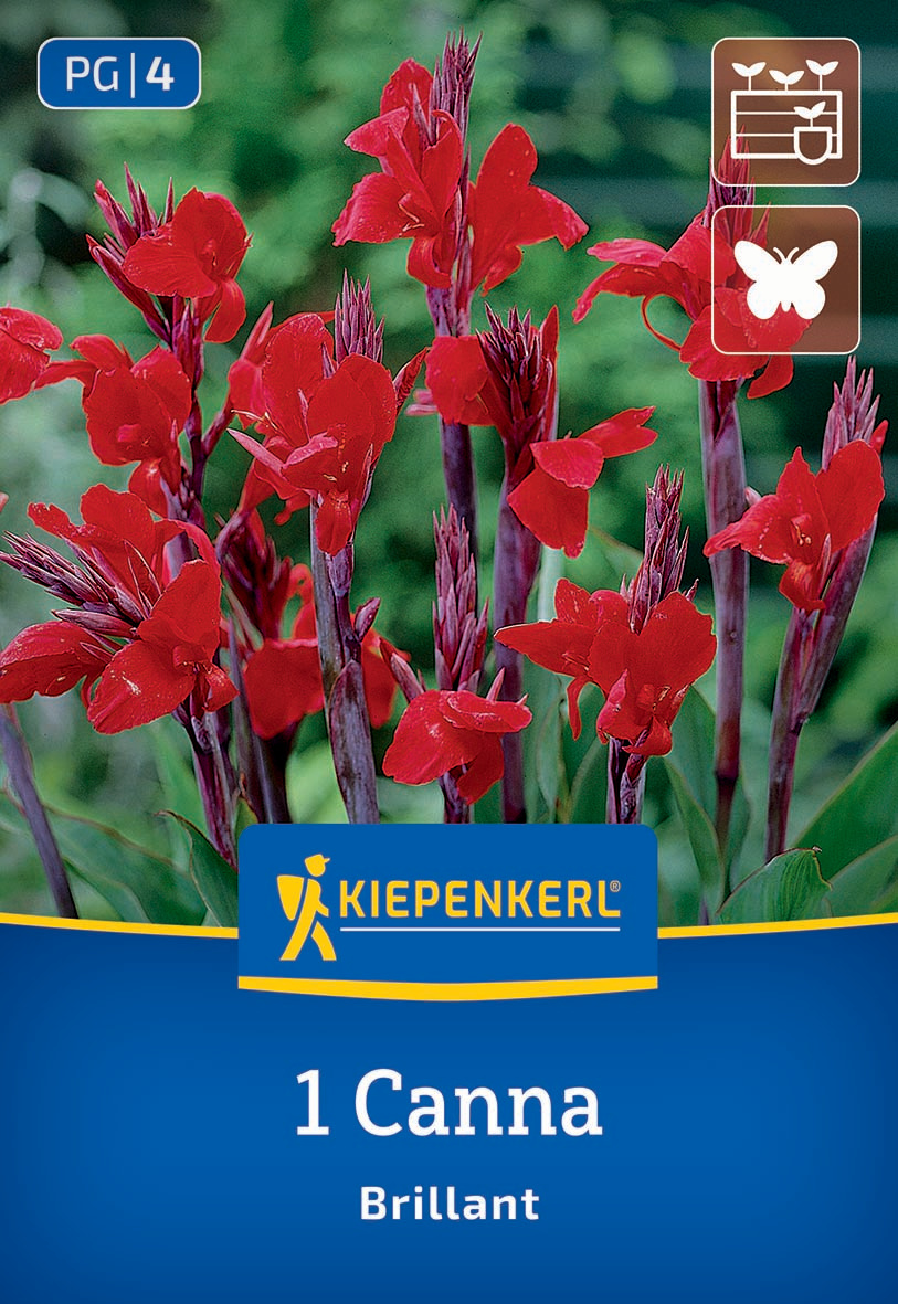 Blumenrohr Brillant