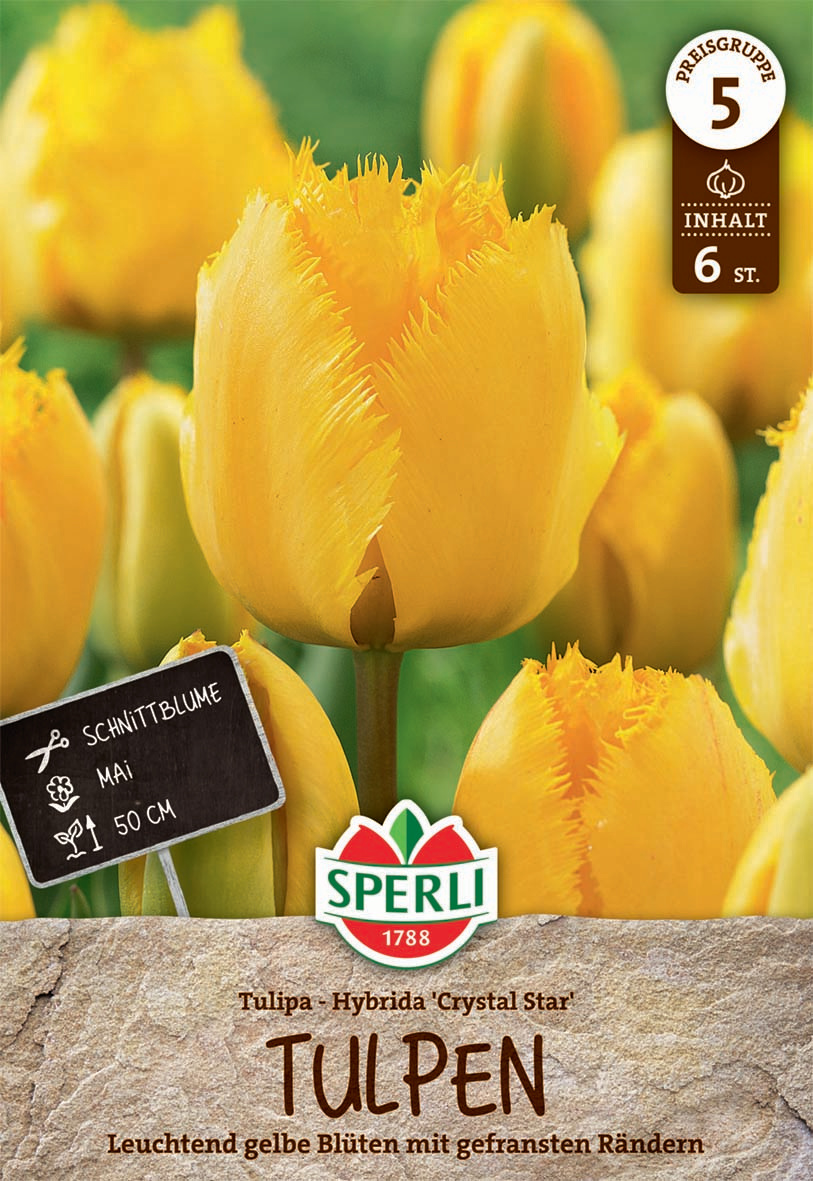 Gefranste Tulpe Crystal Star