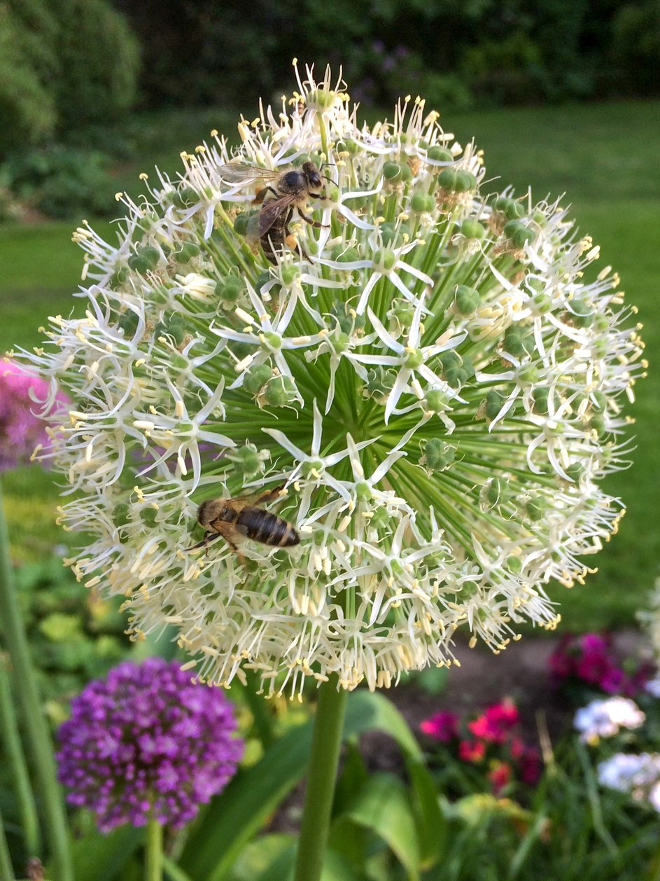 Allium hirtifolium var. album