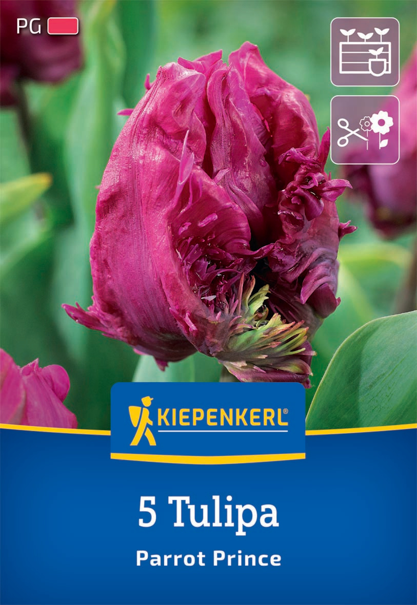 Papagei-Tulpe Parrot Prince