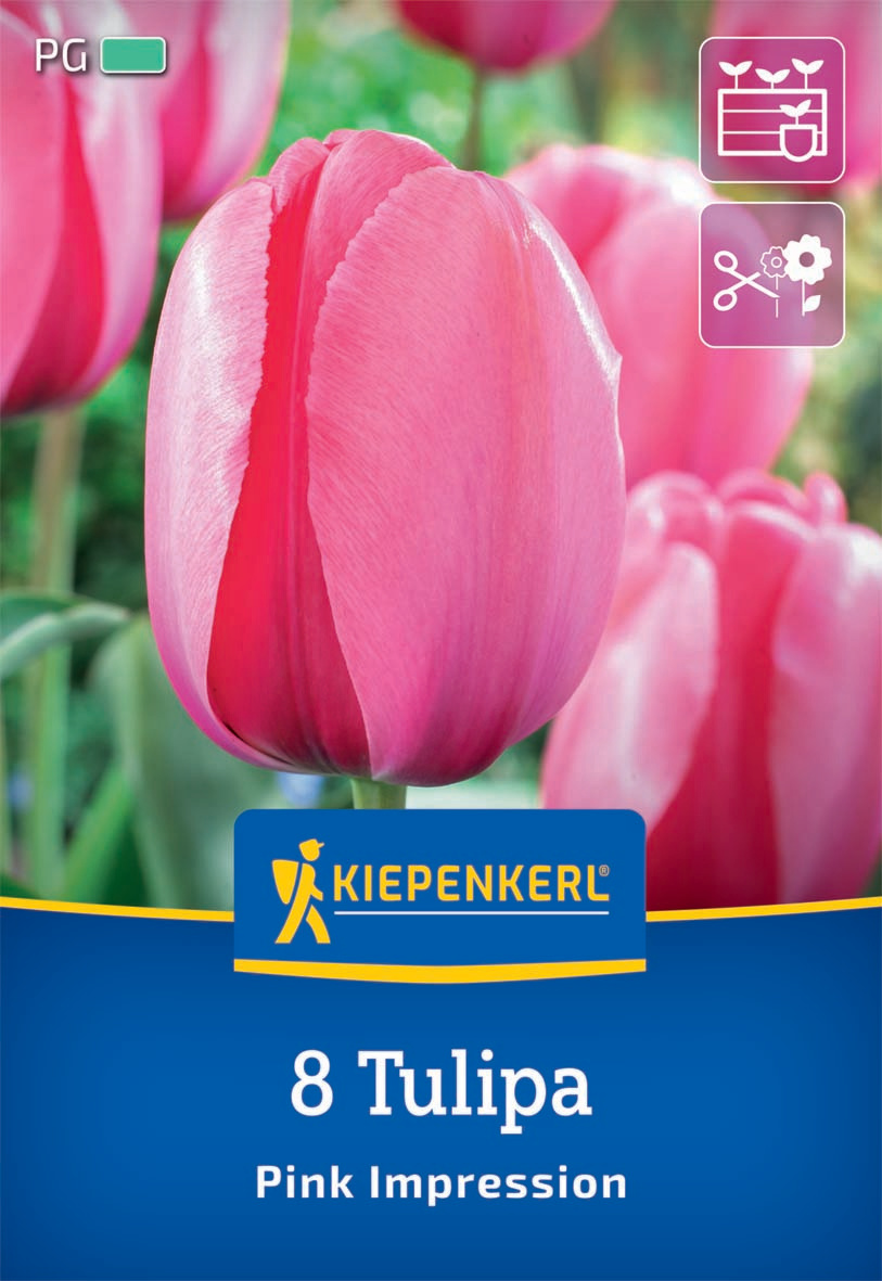 Darwin-Hybrid-Tulpe Pink Impression Darwin-Hybrid-Tulpe Pink Impression