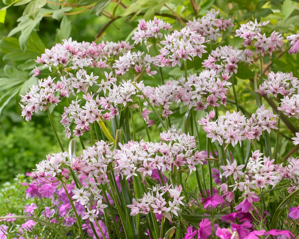 Allium trifoliatum Cameleon Allium trifoliatum Cameleon