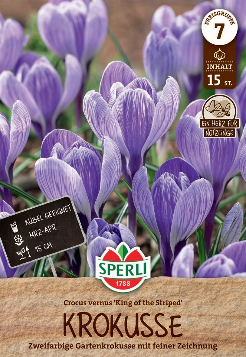 Premium Gartenkrokus King of the Striped