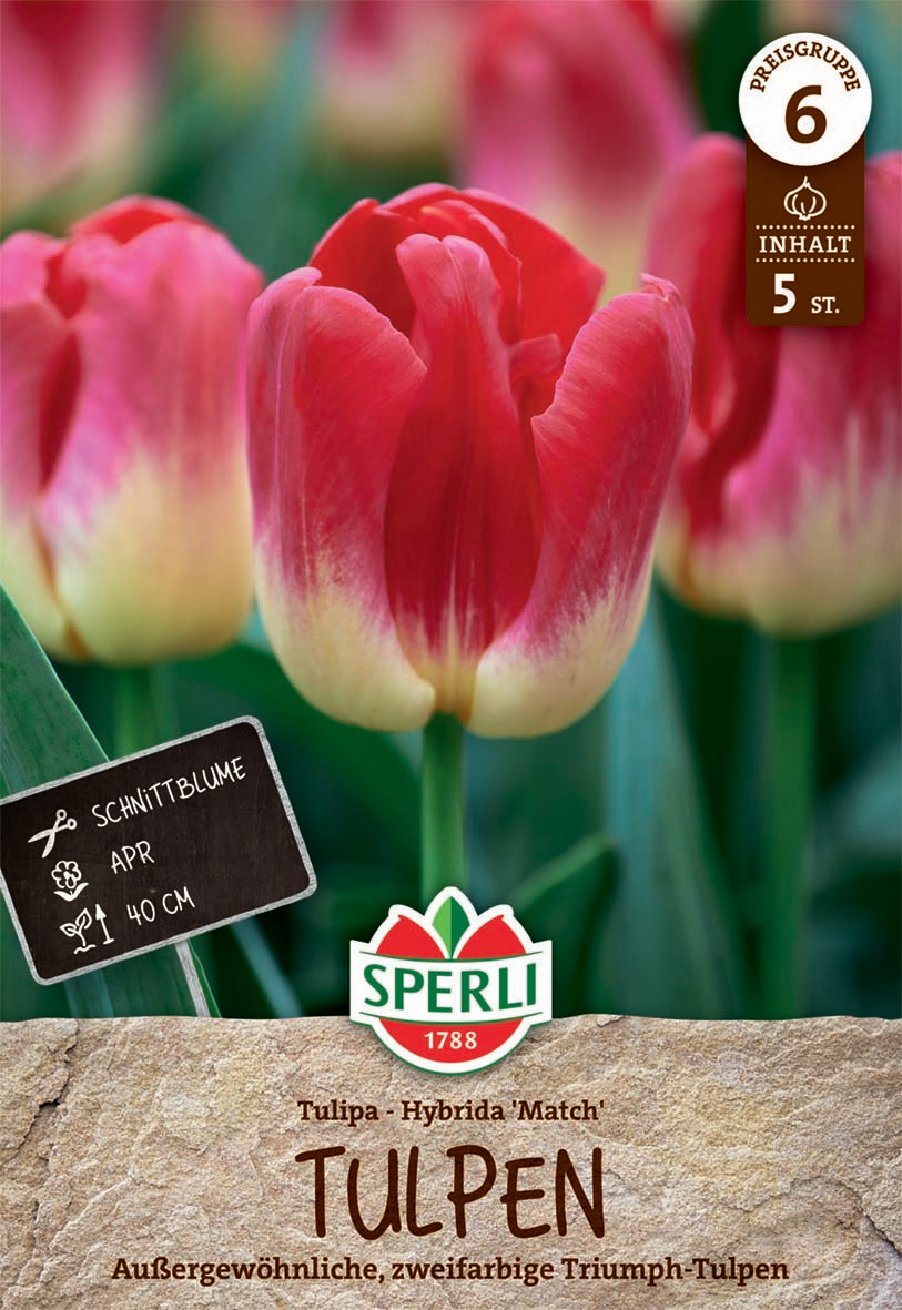 Triumph-Tulpe Match
