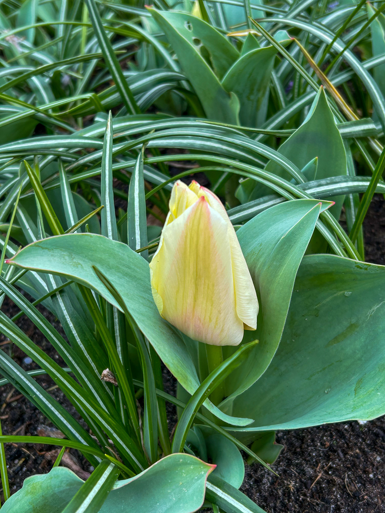 Greigii-Tulpen Albion Star