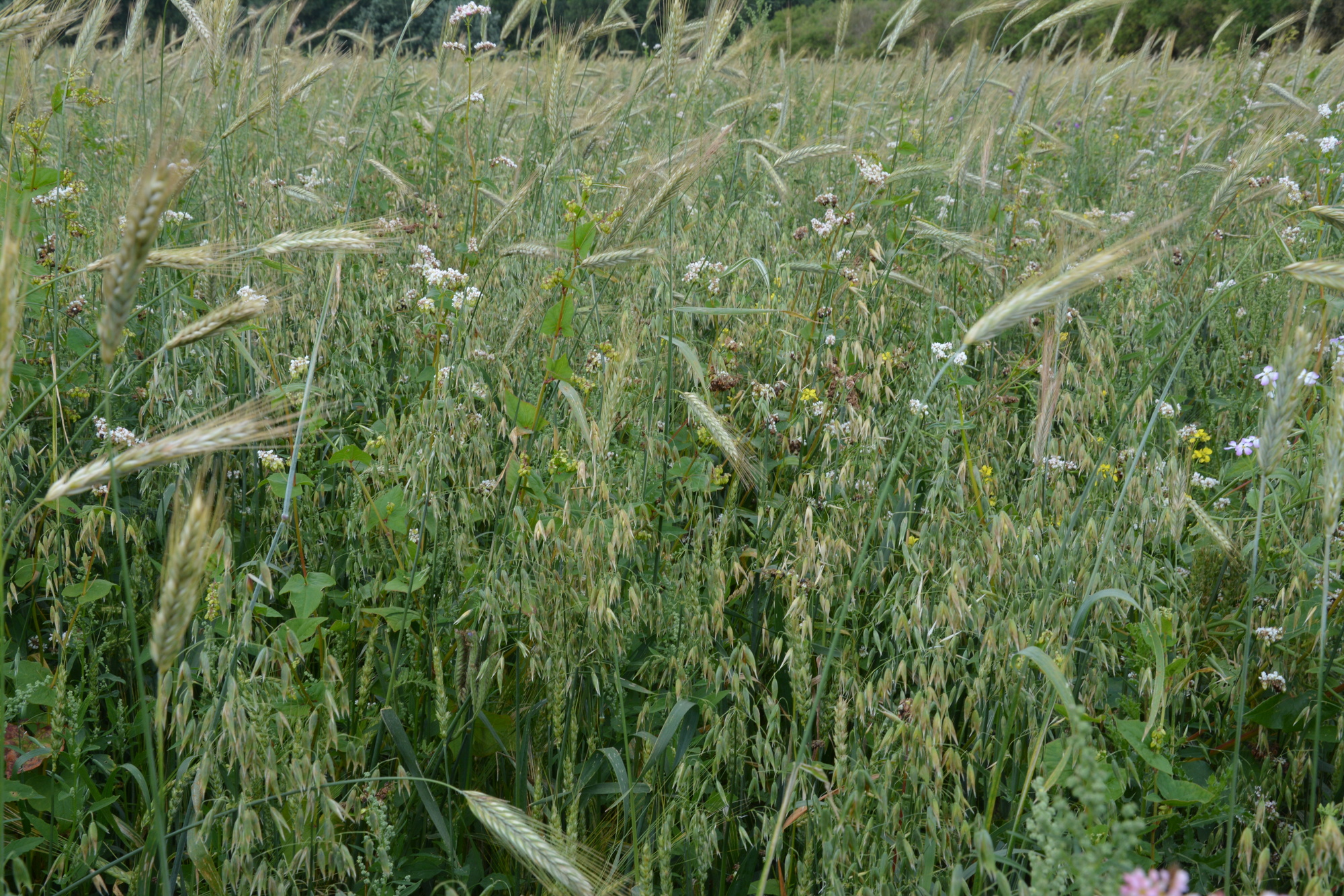 Waldstaudenroggen Waldstaudenroggen
