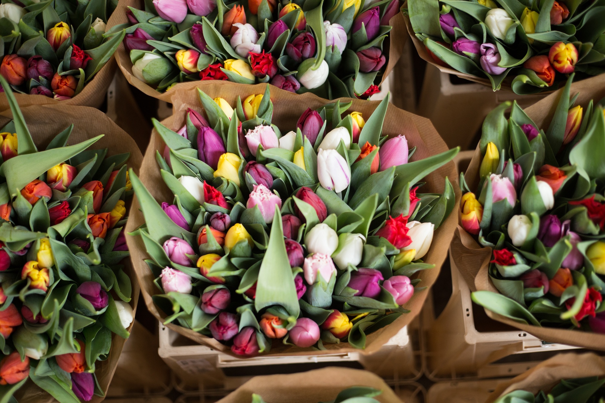 Schnitt-Tulpen Mischung Schnitt-Tulpen Mischung