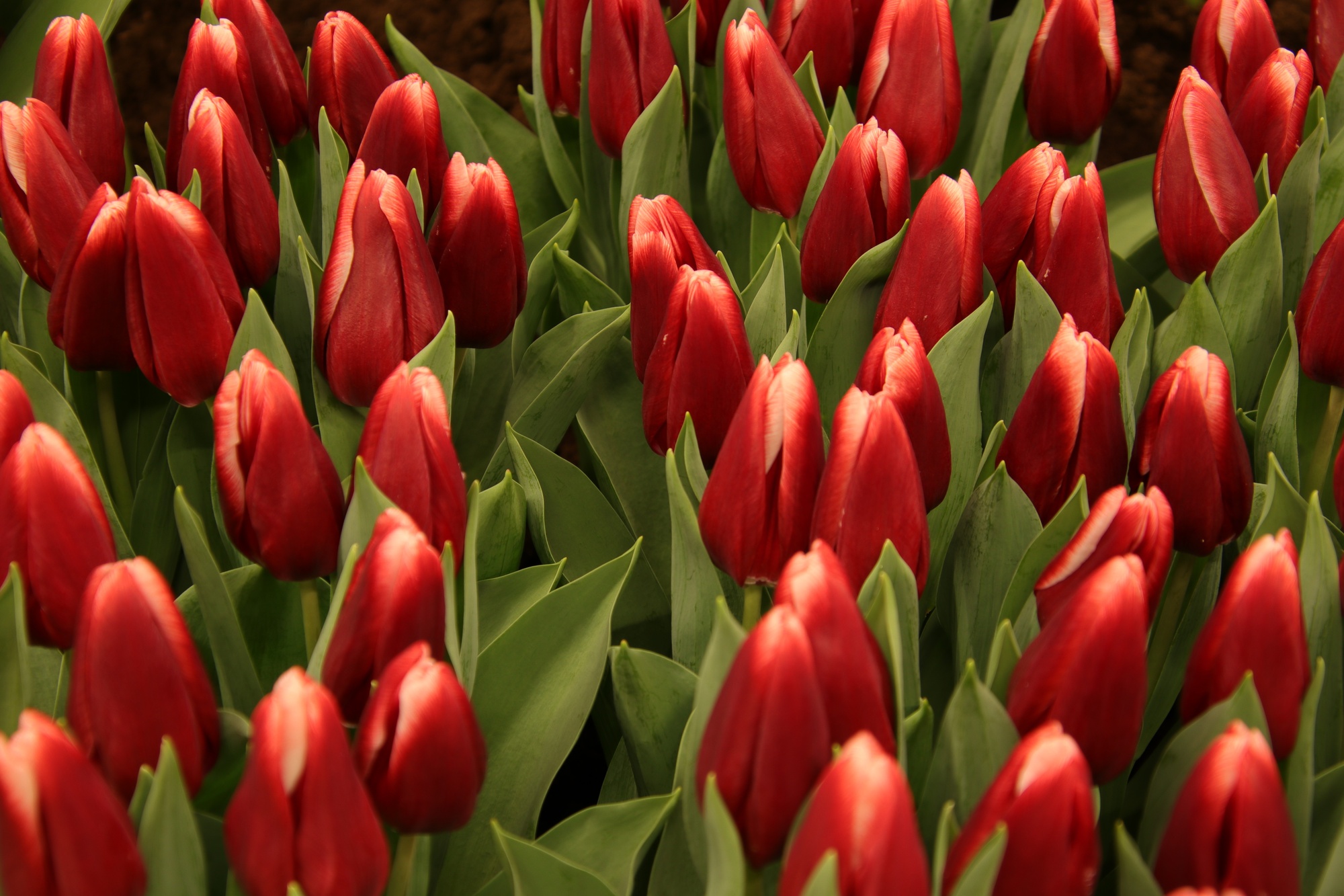 Schnitt-Tulpen zweifarbig