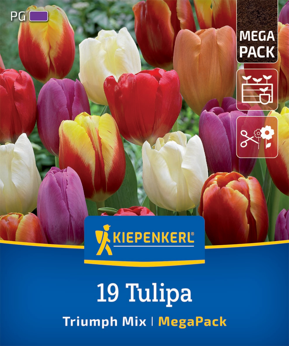Mega-Pack Triumph-Tulpen Mischung