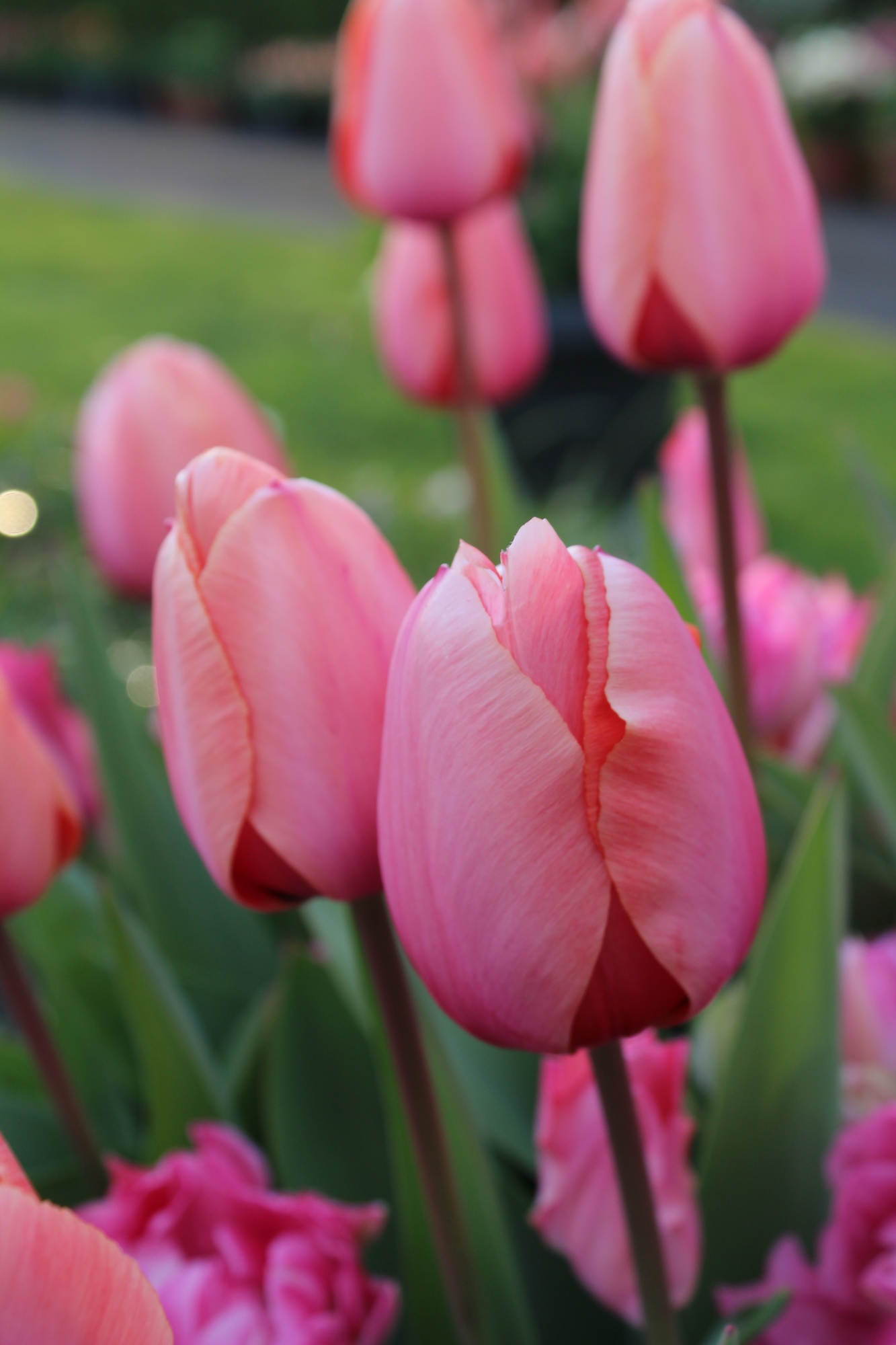Darwin-Hybrid-Tulpen Pink Impression Darwin-Hybrid-Tulpen Pink Impression